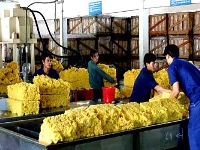 Rubber plant construction begins in Laos